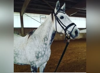 Other Warmbloods, Gelding, 13 years, 15,2 hh, Gray-Dapple