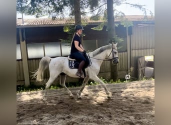 Other Warmbloods, Gelding, 13 years, 15.2 hh, Gray-Fleabitten