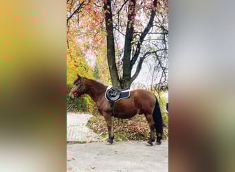 Other Warmbloods, Gelding, 13 years, 15,1 hh, Brown