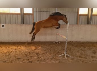 Other Warmbloods Mix, Gelding, 13 years, 15,2 hh, Brown-Light