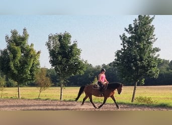 Other Warmbloods Mix, Gelding, 13 years, 15,2 hh, Brown-Light