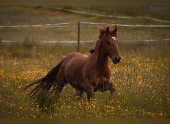 Other Warmbloods Mix, Gelding, 13 years, 15,2 hh, Chestnut-Red