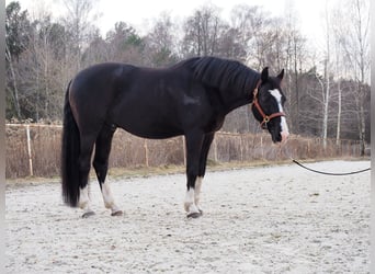 Other Warmbloods, Gelding, 13 years, 16.2 hh, Black