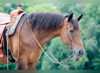 Other Warmbloods, Gelding, 13 years, 16 hh, Bay