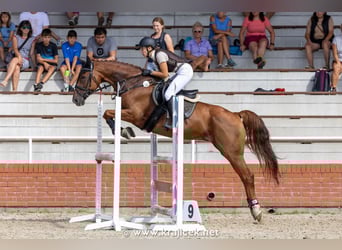 Other Warmbloods, Gelding, 13 years, 16 hh, Chestnut-Red