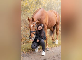 Other Warmbloods, Gelding, 13 years, 16 hh, Chestnut-Red