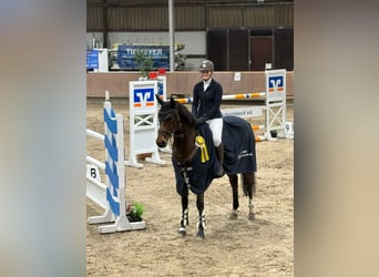 Other Warmbloods, Gelding, 13 years, 16,1 hh, Brown