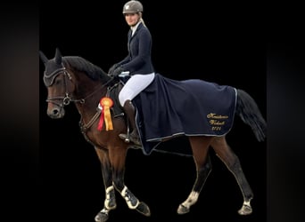 Other Warmbloods, Gelding, 13 years, 16,1 hh, Brown