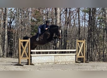 Other Warmbloods, Gelding, 13 years, 18 hh, Bay