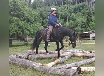 Other Warmbloods, Gelding, 14 years, 15.1 hh, Black