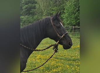 Other Warmbloods, Gelding, 14 years, 15.1 hh, Black