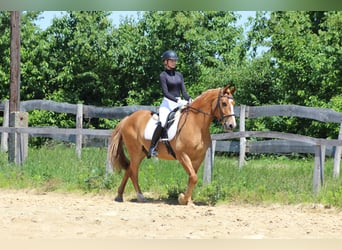 Other Warmbloods Mix, Gelding, 14 years, 15 hh, Chestnut-Red