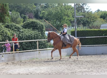 Other Warmbloods Mix, Gelding, 14 years, 15 hh, Chestnut-Red