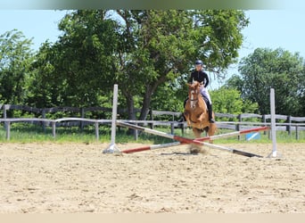 Other Warmbloods Mix, Gelding, 14 years, 15 hh, Chestnut-Red