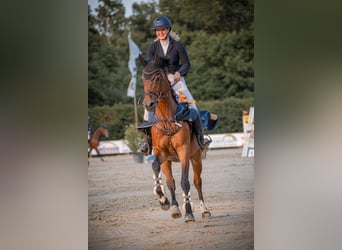 Other Warmbloods, Gelding, 14 years, 16.1 hh, Brown