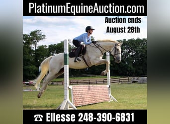 Other Warmbloods, Gelding, 14 years, 16,2 hh, Gray