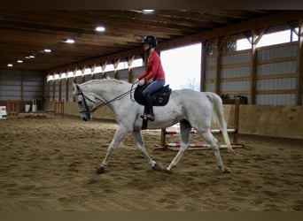 Other Warmbloods, Gelding, 14 years, 16.3 hh, Gray