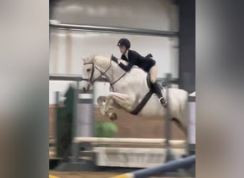 Other Warmbloods, Gelding, 14 years, 16.3 hh, Gray