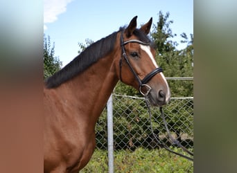 Other Warmbloods, Gelding, 14 years, 16 hh, Brown