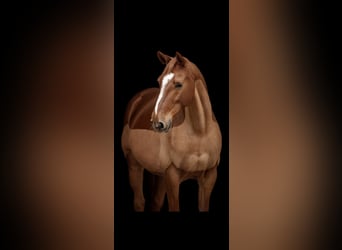 Other Warmbloods, Gelding, 14 years, 16 hh, Chestnut-Red