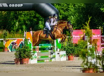 Other Warmbloods, Gelding, 14 years, 16 hh, Chestnut-Red