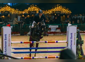 Other Warmbloods, Gelding, 14 years, 16,1 hh, Black