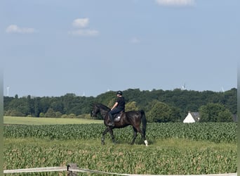 Other Warmbloods, Gelding, 14 years, 16,1 hh, Black