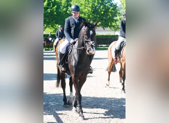 Other Warmbloods, Gelding, 14 years, 16,1 hh, Black