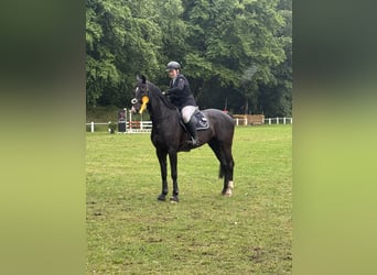 Other Warmbloods, Gelding, 14 years, 16,1 hh, Black