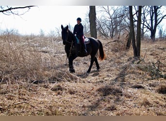 Other Warmbloods, Gelding, 14 years, 17 hh, Black