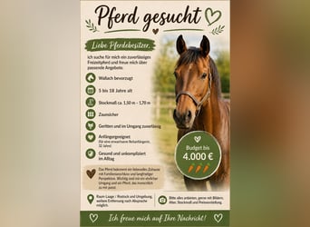 Other Warmbloods Mix, Gelding, 14 years