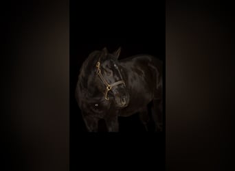 Other Warmbloods Mix, Gelding, 15 years, 15.2 hh, Smoky-Black