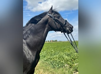 Other Warmbloods, Gelding, 15 years, 15,1 hh