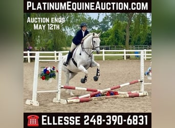 Other Warmbloods, Gelding, 15 years, 16,3 hh, Gray