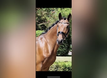 Other Warmbloods, Gelding, 15 years, 16 hh, Brown