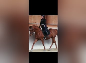 Other Warmbloods, Gelding, 15 years, 16 hh, Chestnut-Red