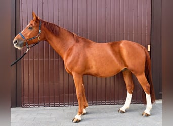 Other Warmbloods, Gelding, 15 years, 16 hh, Chestnut-Red