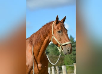 Other Warmbloods, Gelding, 15 years, 16 hh, Chestnut-Red