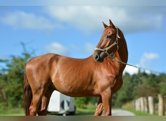 Other Warmbloods, Gelding, 15 years, 16 hh, Chestnut-Red