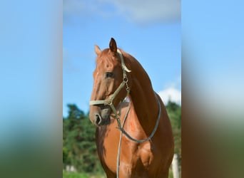 Other Warmbloods, Gelding, 15 years, 16 hh, Chestnut-Red