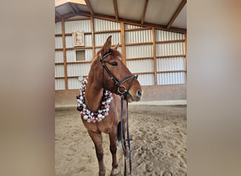 Other Warmbloods, Gelding, 15 years, 16 hh, Dun