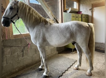 Other Warmbloods, Gelding, 15 years, 16 hh, Grey-Fleabitten