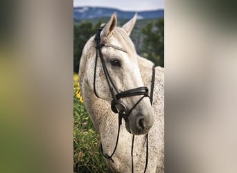 Other Warmbloods, Gelding, 15 years, 17 hh, Grey-Dapple