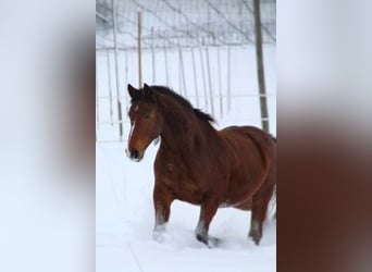 Other Warmbloods, Gelding, 16 years, 15.2 hh, Brown