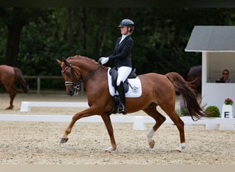 Other Warmbloods, Gelding, 16 years, 15.2 hh, Chestnut-Red