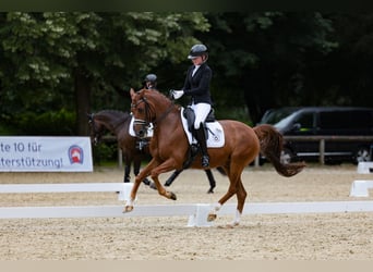 Other Warmbloods, Gelding, 16 years, 15.2 hh, Chestnut-Red