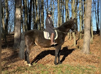 Other Warmbloods, Gelding, 16 years, 15,2 hh, Bay-Dark