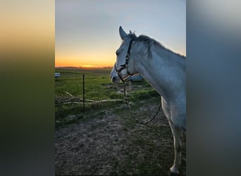 Other Warmbloods Mix, Gelding, 16 years, 16.1 hh, Gray