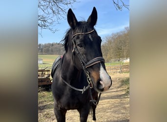 Other Warmbloods, Gelding, 16 years, 16 hh, Black