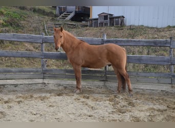 Other Warmbloods Mix, Gelding, 16 years, 16 hh, Chestnut-Red
